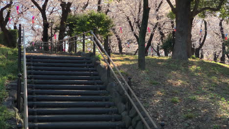 Senderos-Aislados-Del-Parque-Asukayama-Con-Flores-De-Cerezo-Fucsias,-Lámparas-De-Papel-Y-Una-Escalera-De-Piedra-En-La-Parte-Delantera