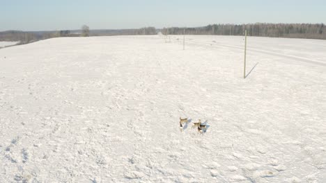 Snowscape-Agricultural-Farmland-With-Wandered-Deers-Feeding-During-Sunny-Winter-Day