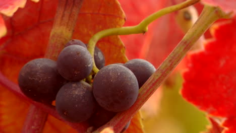 uvas de vino tinto y colores de otoño