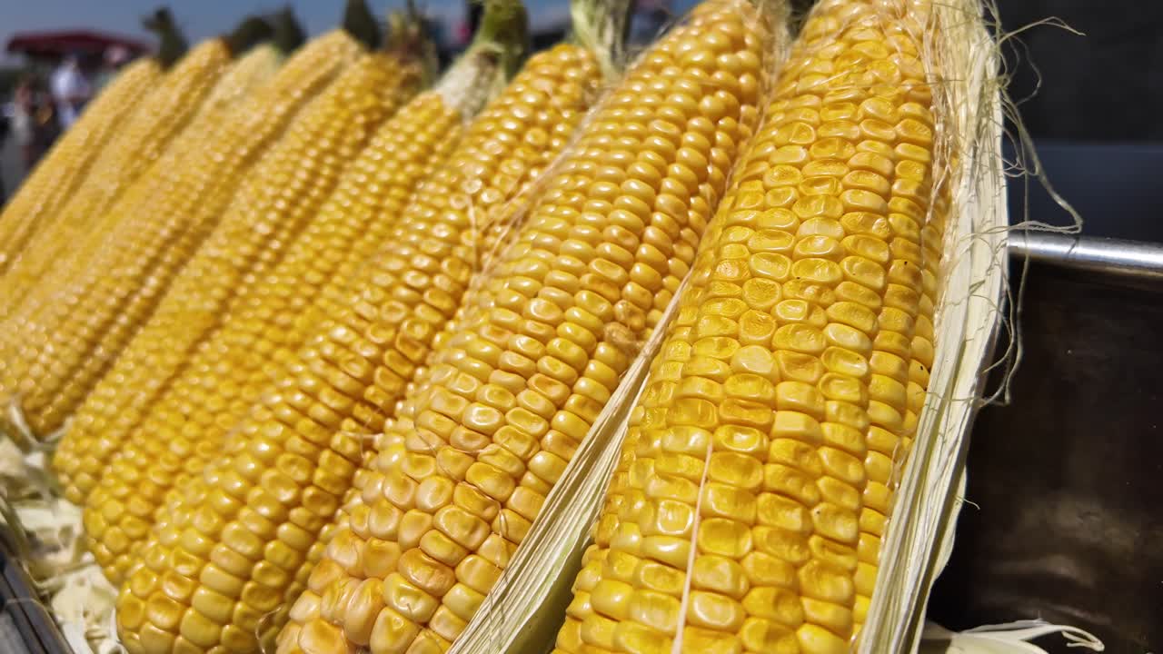 Freshly harvested yellow corn