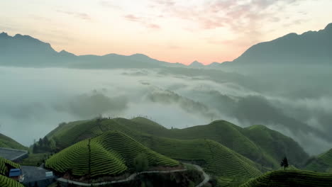 aerial photography of spring scenery plantation organic ecological green tea garden mountain