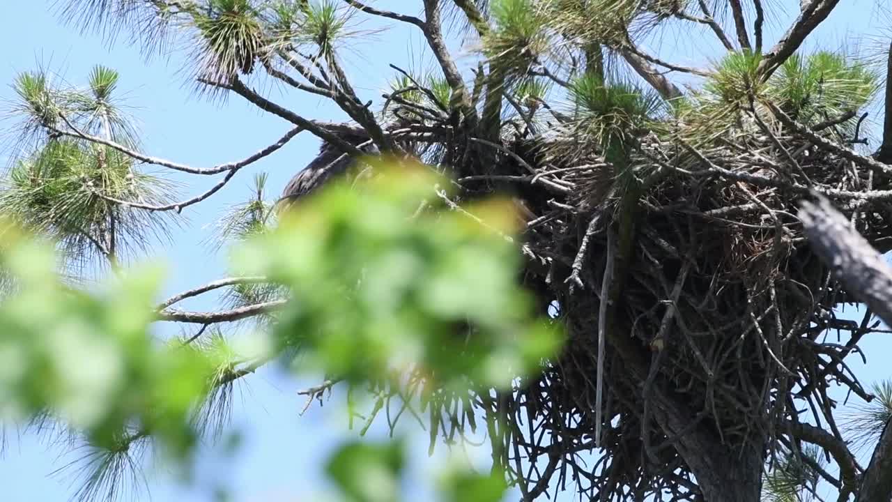 Two eaglets perched on side on nest on windy day