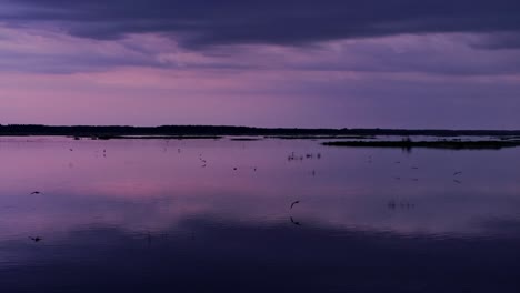 graceful birds sweep across calm waters feeding on dusk mosquitoes in latvia