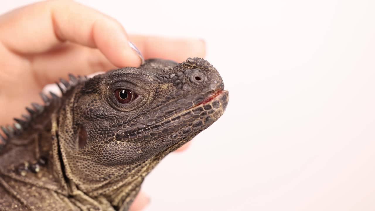 A hand gently strokes a Hydrosaurus lizard's head in a well-lit environment, showcasing calm interaction
