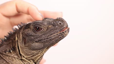 a hand gently strokes a hydrosaurus lizard's head in a well-lit environment, showcasing calm interaction