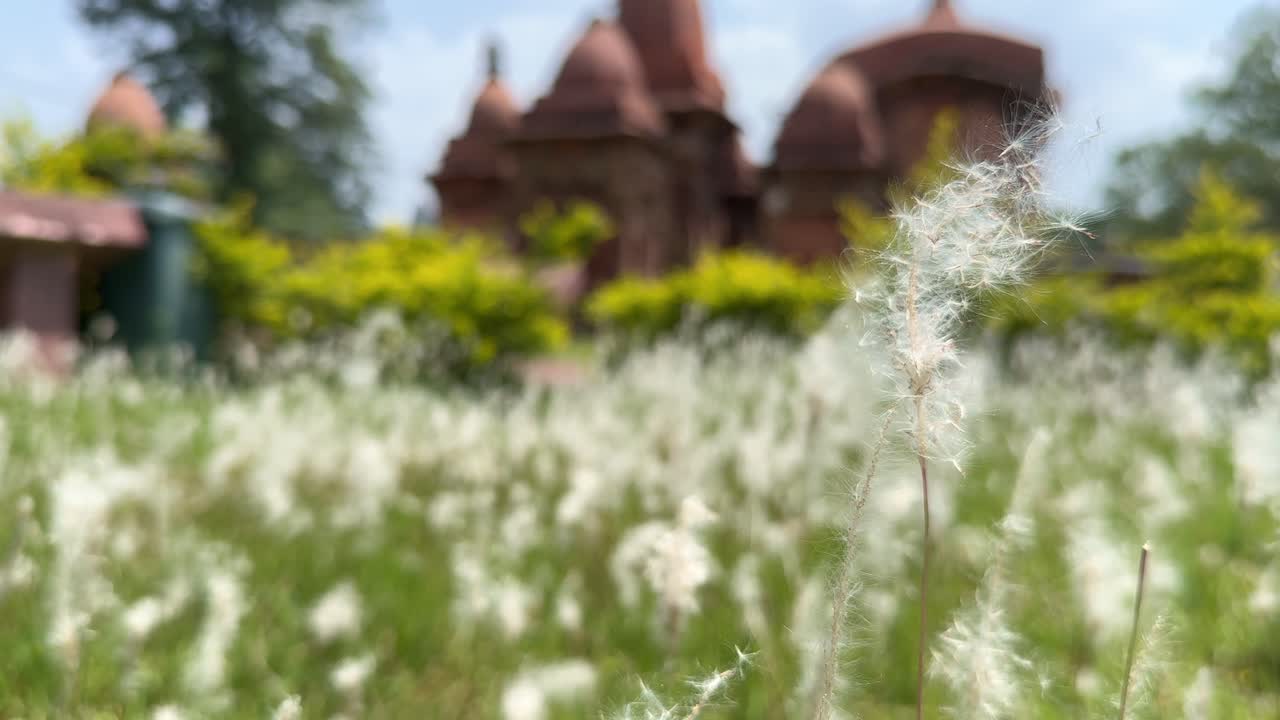 White reeds in tropical field