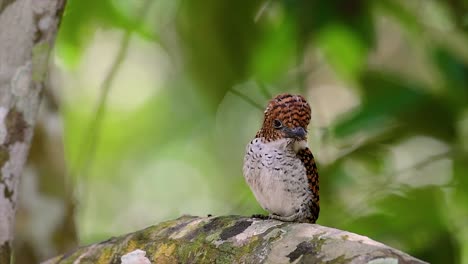 A-tree-kingfisher-and-one-of-the-most-beautiful-birds-found-in-Thailand-within-tropical-rain-forests