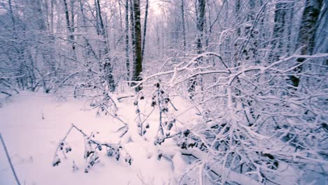 Verschneite-Zweige-Im-Wald.