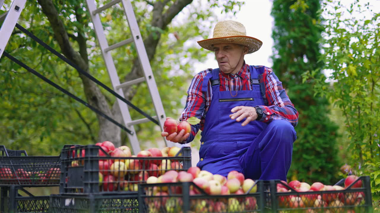 Fresh organic fruits garden in basket. Apples in basket agricultural harvesting.