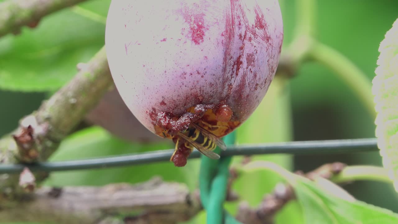 Opal plum hanging on the tree being eaten by a wasp