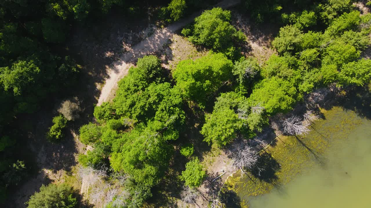 pista de pájaro de árboles frondosos y un sendero