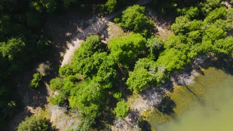 Bird's-eye-track-of-lush-trees-and-a-trail