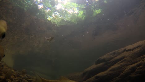 El-Parque-Nacional-Kaeng-Krachan-Es-El-Hogar-De-Muchos-Animales-Salvajes-Fantásticos-Y-Los-Arroyos-Son-Una-Fuente-De-Vida-De-Agua-Dulce-Para-Que-Los-Animales-Beban-Y-Los-Peces-Naden.