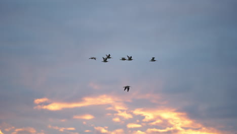 the long-billed curlew birds flying away in a flock