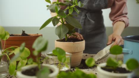 crop female gardener transplanting autograph tree