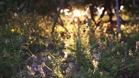 green and bright garden with many plants and flowers at sunrise and sunset in slow motion