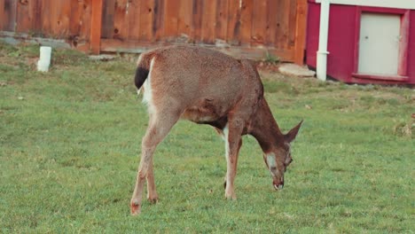 columbian black-tailed deer eating grass