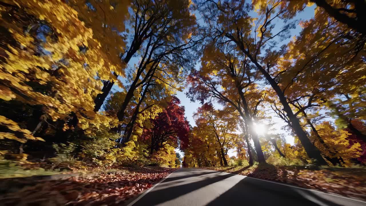 Dynamic low-angle video captures a scenic autumn road, with vibrant foliage and sunlight streaming