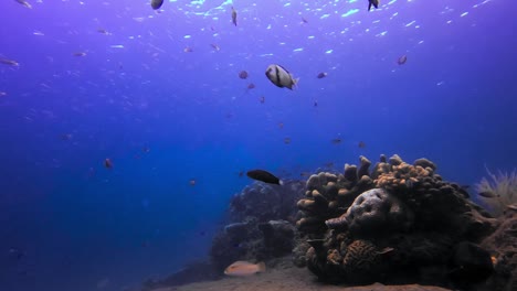 Vista-Estática-Del-Arrecife-De-Coral-Tropical-En-El-Océano-Abierto-Azul