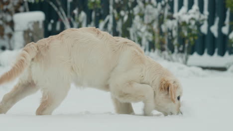 golden retriever walks through the snow in the backyard of the house, enjoying the first snow