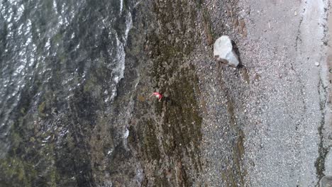 Rising-overhead-shot-of-asian-male-fly-fishing-on-e-beach-in-the-puget-sound