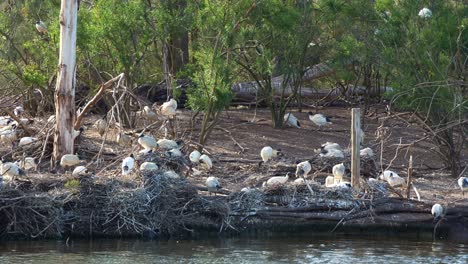 Massive-flock-of-Australian-white-ibis-perched-on-the-island,-roosting-and-building-nest-in-the-middle-of-wildlife-lake-in-a-wetland-environment-during-breeding-season