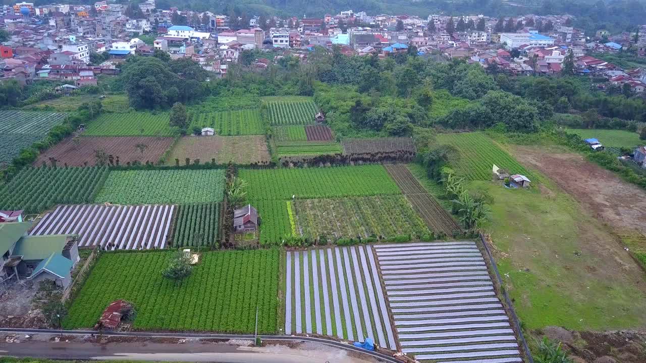 Aerial morning view of farmland organic vegetable field in Asia and suburb of North Sumateria, Berastagi Indonesia.