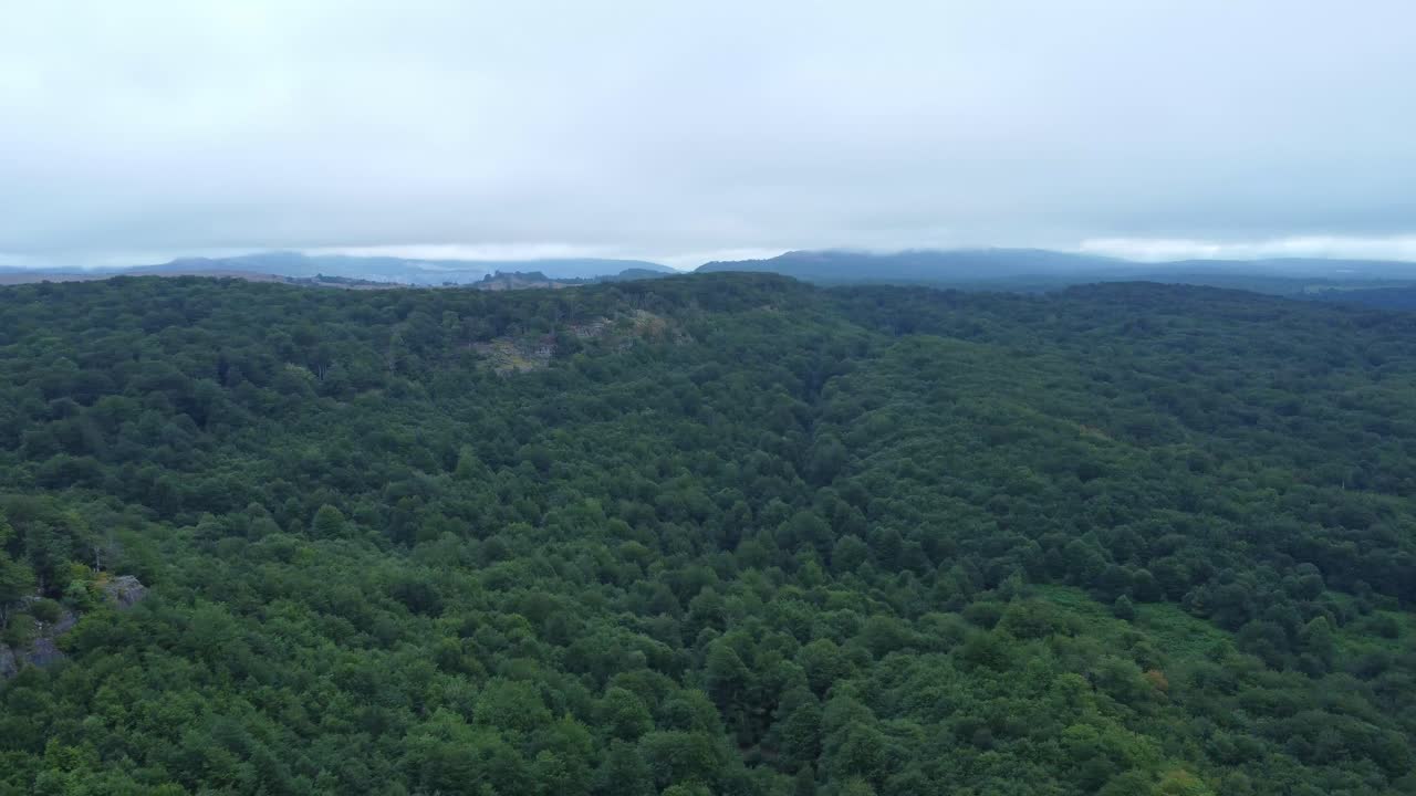 árboles verdes en el bosque