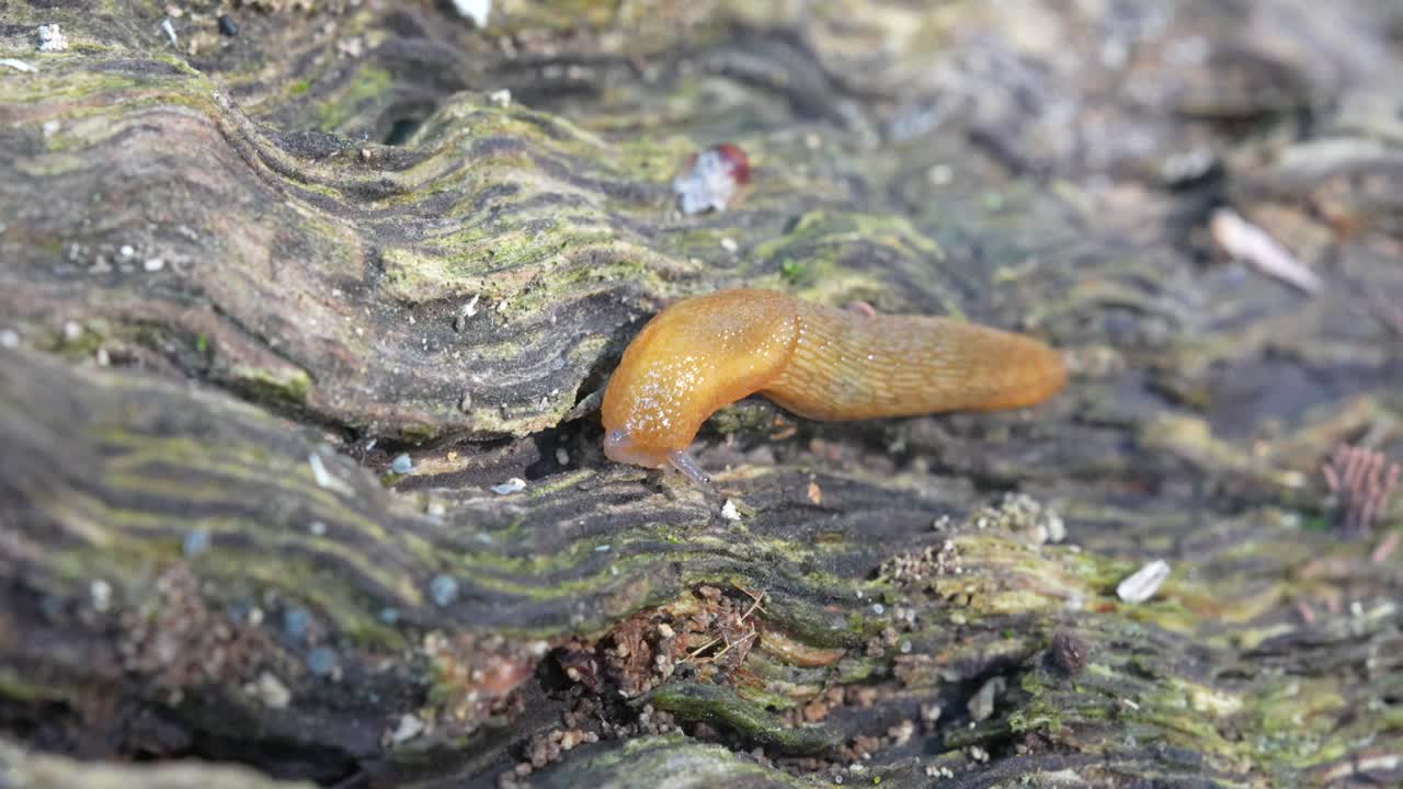 un video macro de una babosa oscura occidental arrastrándose en un viejo tronco podrido en el bosque