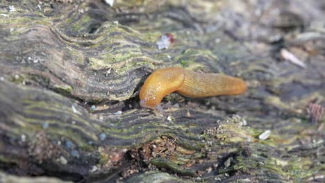 a macro video of a western dusky slug crawling on an old rotten log in the forest