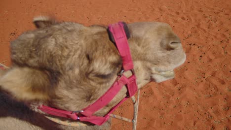 a closeup of a camel in a red harness chilling out in the australian outback