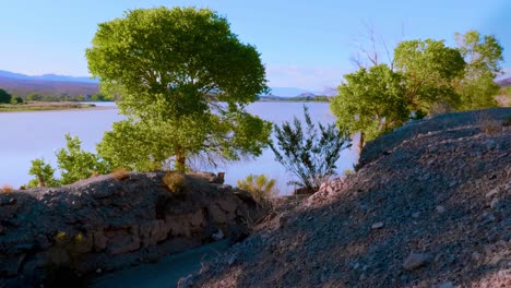 Trees-near-river-on-windy-day