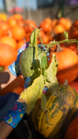 hands holding a zucchini with pumpkins in the background