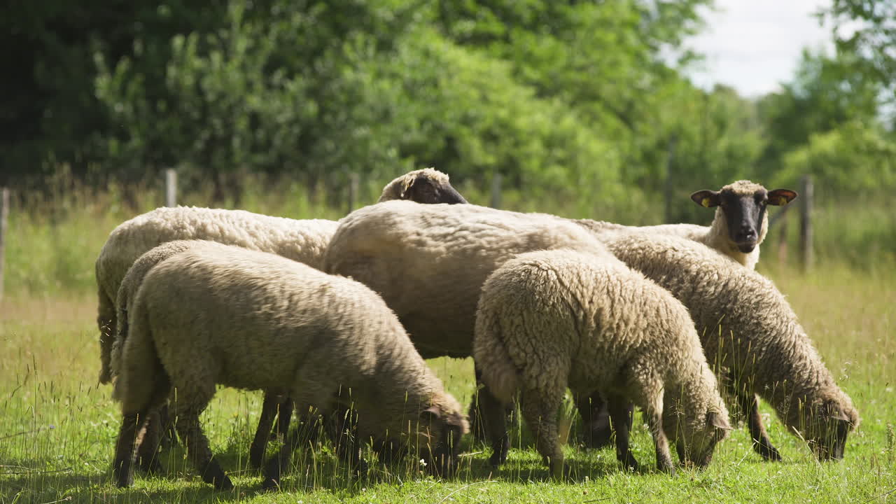rebaño de ovejas pastando en un campo soleado, plano medio