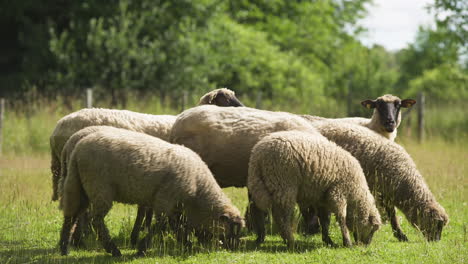 Herde-Von-Schafen,-Die-Auf-Einem-Sonnigen-Feld-Grasen,-Mittlerer-Schuss