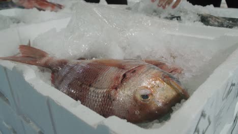 red blackspot sea bream sitting on ice at a local fish market in southern spain