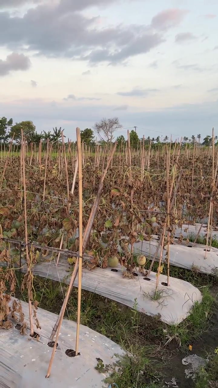 Tanaman Melon Layu di Ladang Pertanian Pedesaan