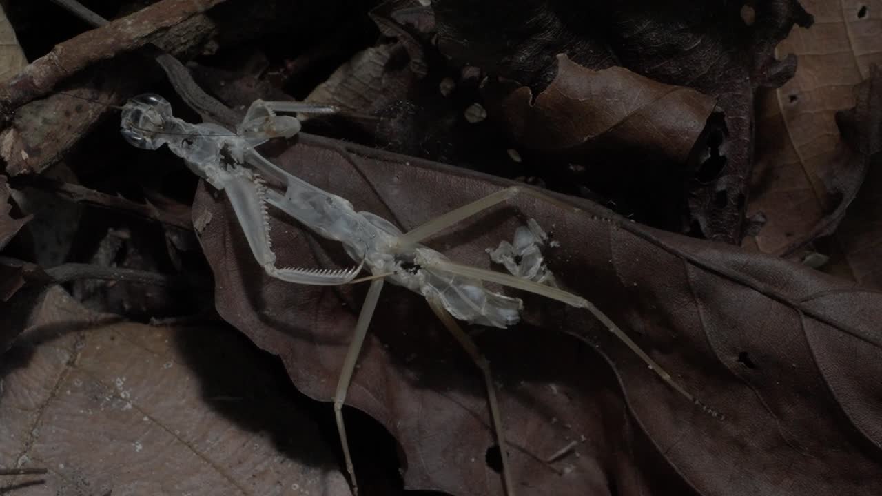 laborious work of ants around the shed skin of a praying mantis in the Peruvian Amazon