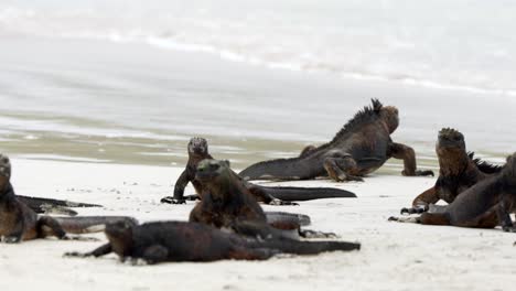 A-wild-marine-iguana-walks-into-the-sea-along-a-beach-on-Santa-Cruz-Island-in-the-Galápagos-Islands