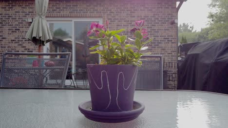 Purple-flower-pot-close-up-moving-towards