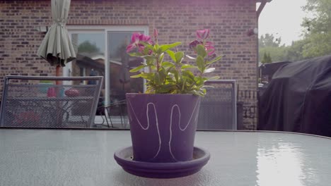 una maceta de flores púrpura cerca moviéndose hacia