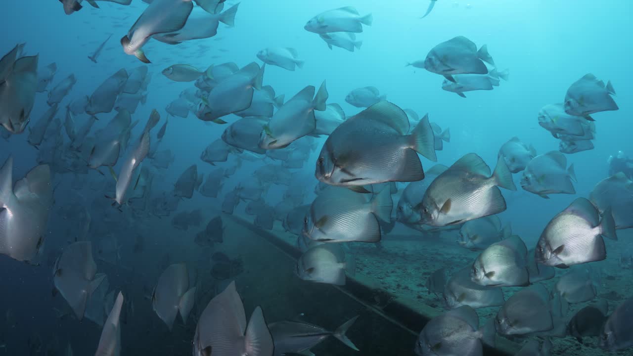 A large school of fish species cover the wreck of the ex-navy ship HMAS Tobruk as scuba diver explore the underwater sunken boat