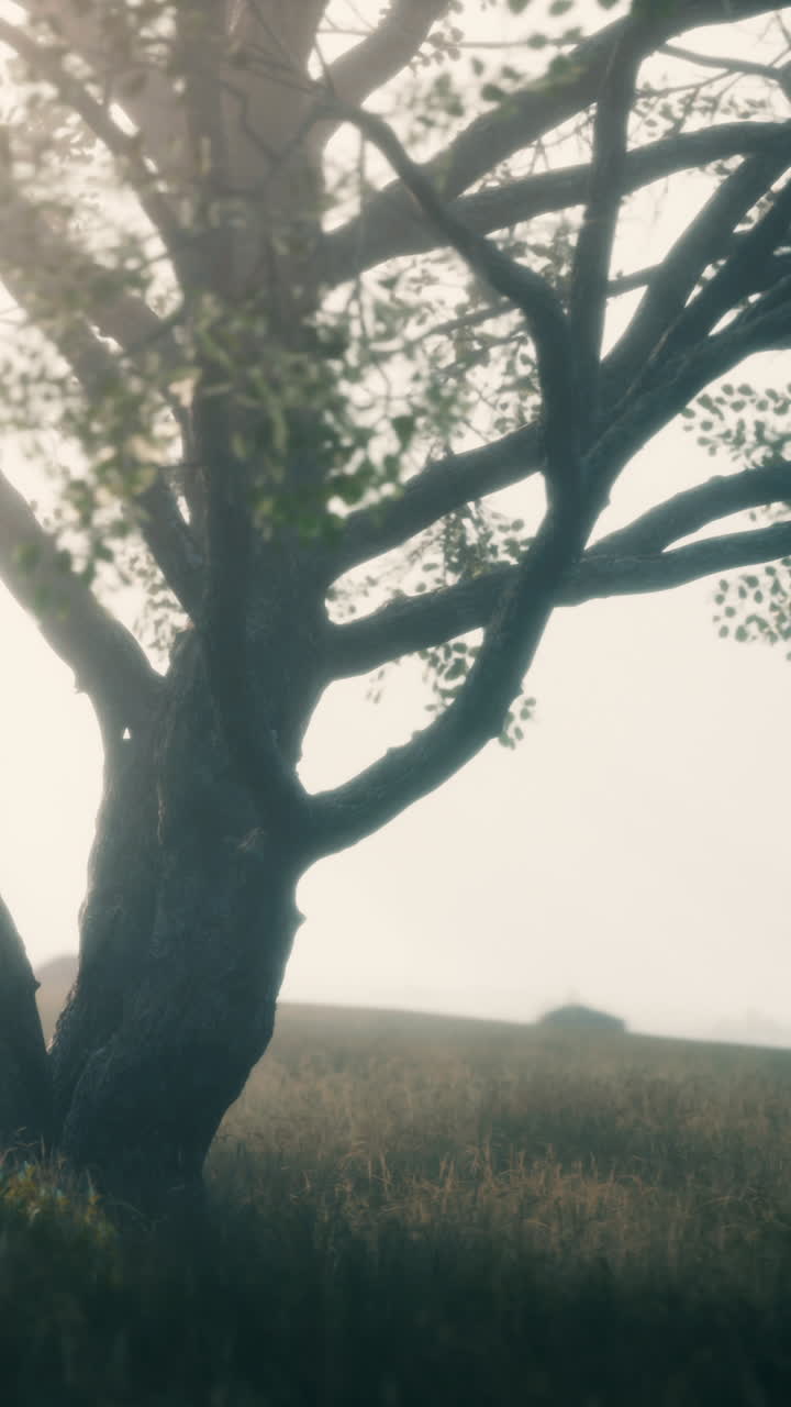 안개 속의 나무