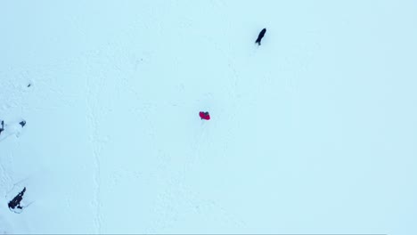 Top-View-Of-A-Person-With-Active-Dog-In-Frozen-Lake-During-Winter