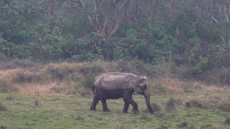 Un-Elefante-Caminando-Por-Un-Sendero-En-La-Jungla-Del-Parque-Nacional-Chitwan