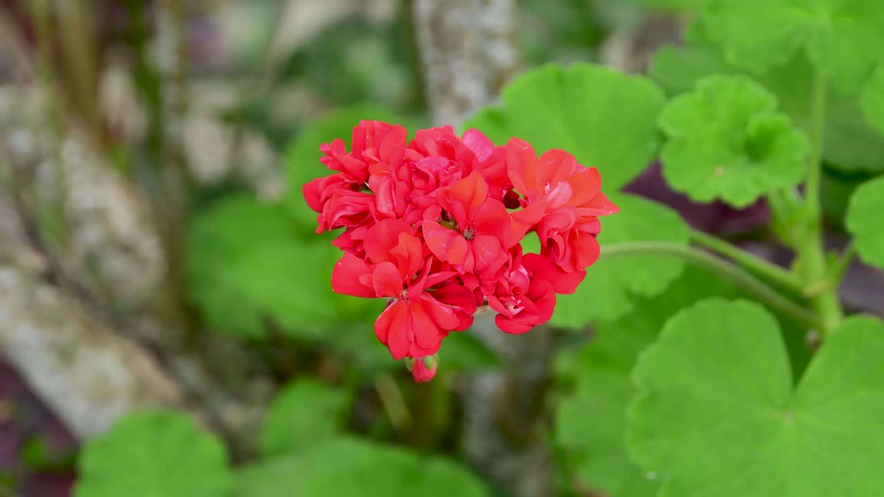 Staattinen lähikuva eloisasta punaisesta pelargoniasta täydessä kukassa, pehmeää, luonnollisesti sumennettua vihreää puutarhataustaa vasten.
