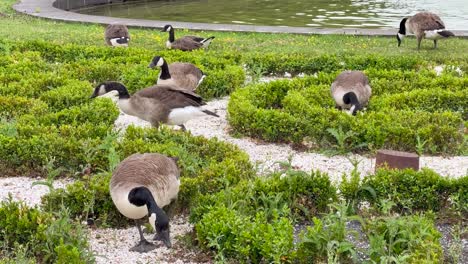 canada geese in a park