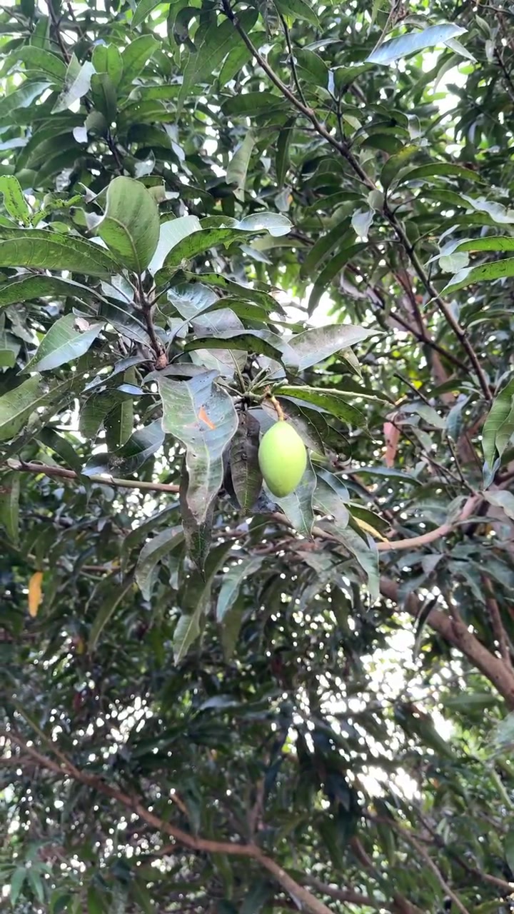 Un singolo mango verde appeso a un ramo d'albero.