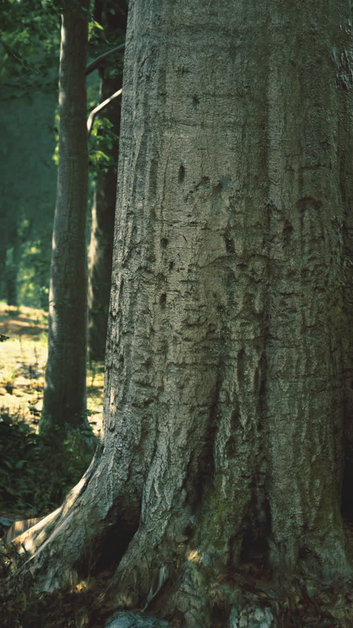 Tall tree stands proudly in a sunlit forest during a serene afternoon