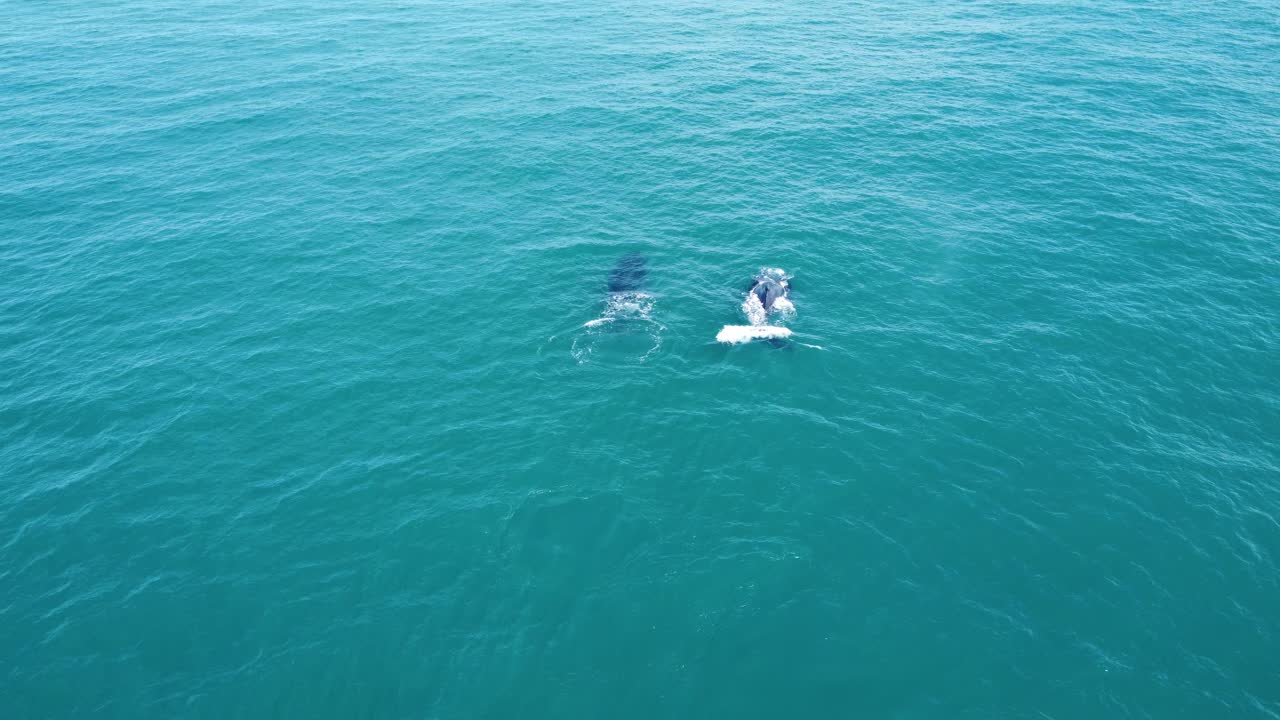 Humpback whales filmed up close with a drone in the Abrolhos Archipelago, Brazil